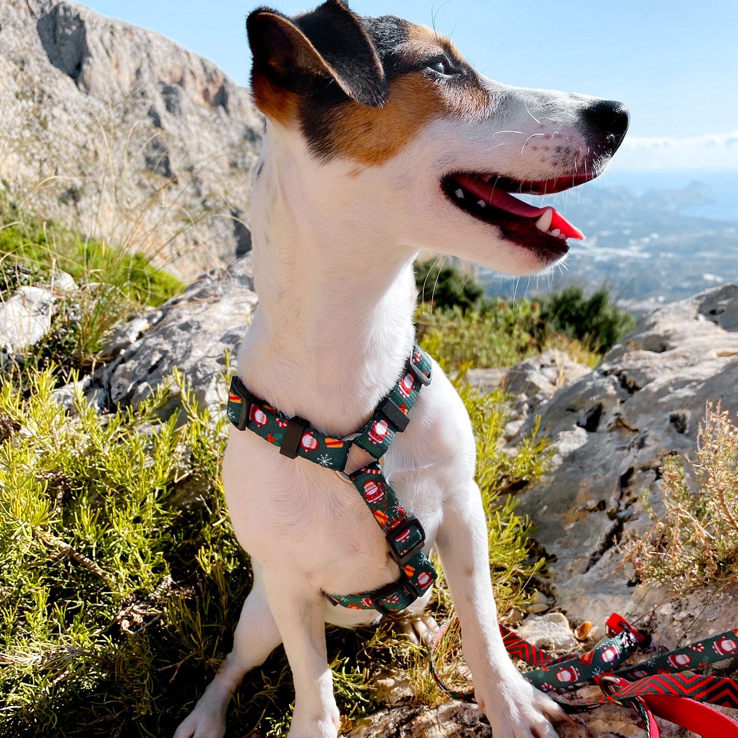 Dashi Noel Back Harness Pettorina Posteriore Natalizia Ad H per Cani