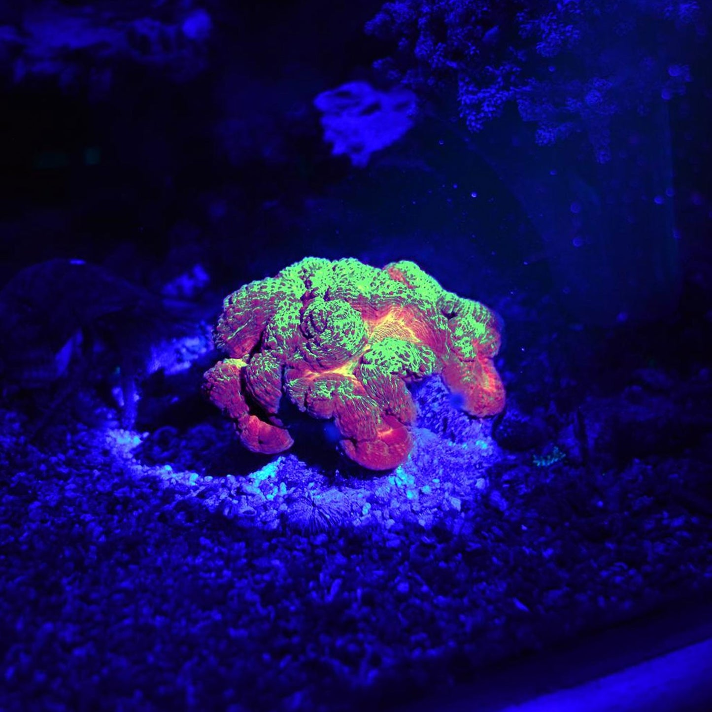 AquaMedic Blue Torcia Led In Alluminio Per Coralli