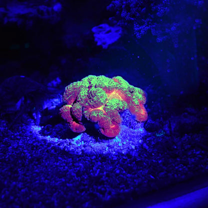 AquaMedic Blue Torcia Led In Alluminio Per Coralli