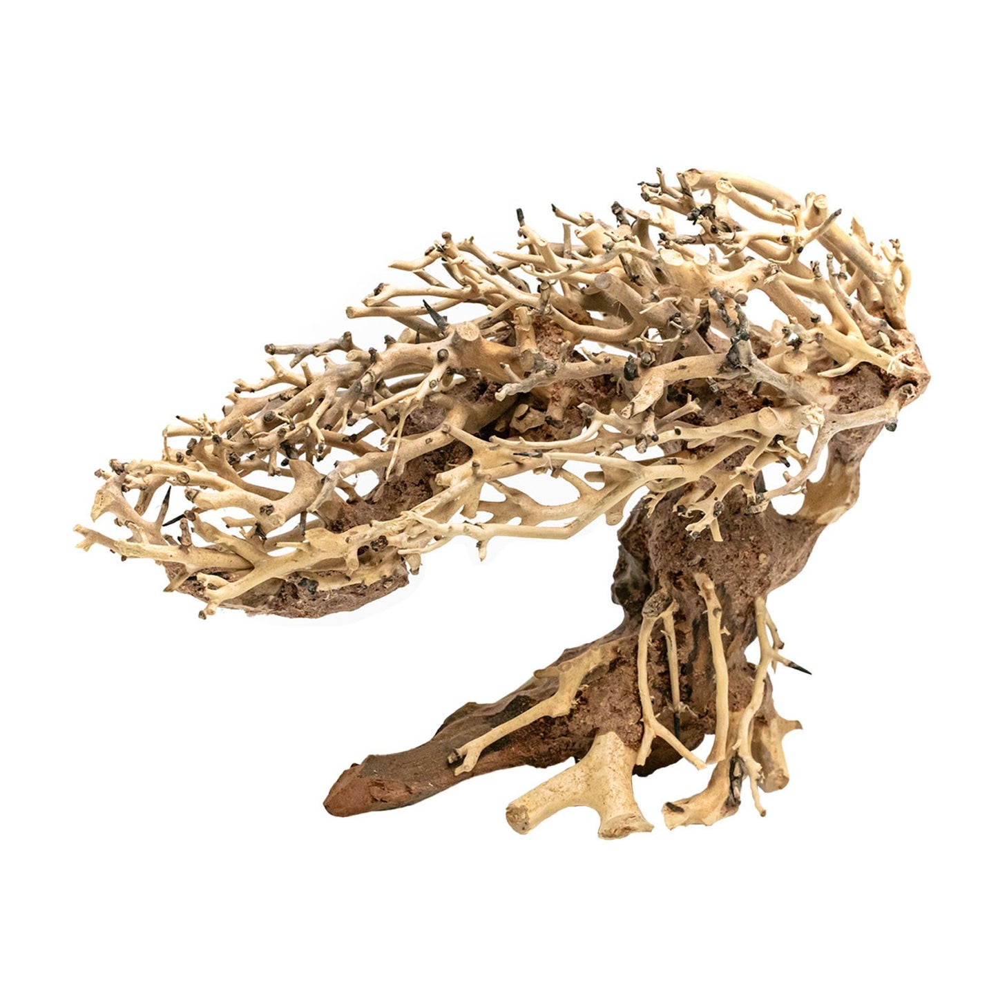 Aqpet Zen Bonsai Dancing Legno Naturale Per Arredo In Acquario
