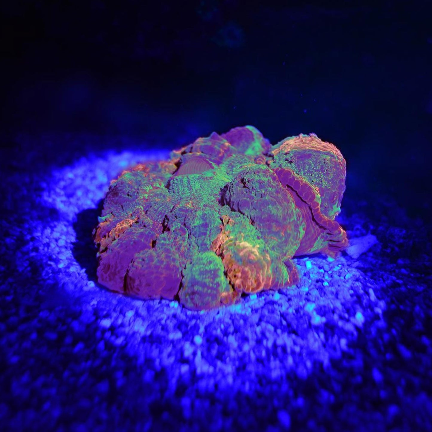 AquaMedic Blue Torcia Led In Alluminio Per Coralli