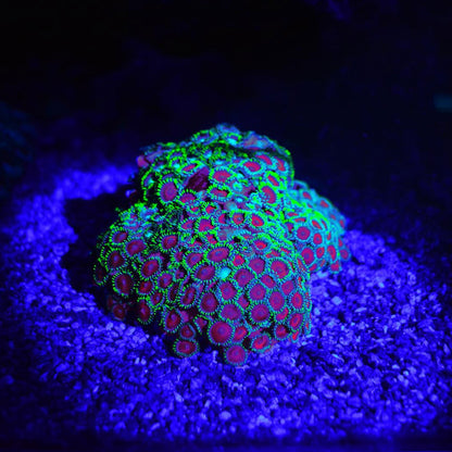 AquaMedic Blue Torcia Led In Alluminio Per Coralli