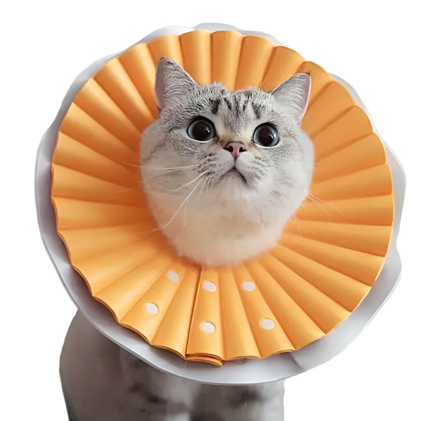 AqpetFriends Daisy Orange Collare Elisabettiano In Plastica Morbida Per Gatti con Design a Doppio Strato