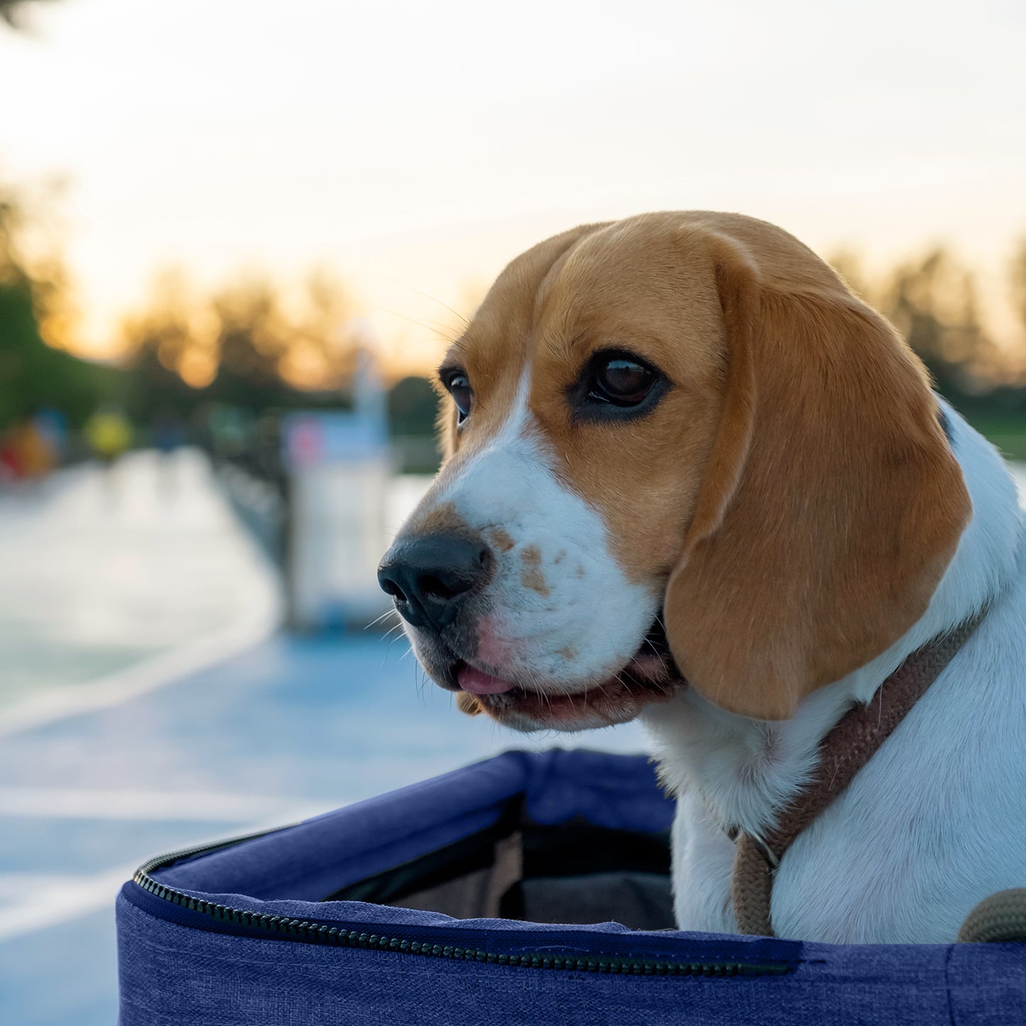 AqpetFriends PetBuggy Passeggino Comodo e Pratico Per Cani Di Taglia Medio/Piccola