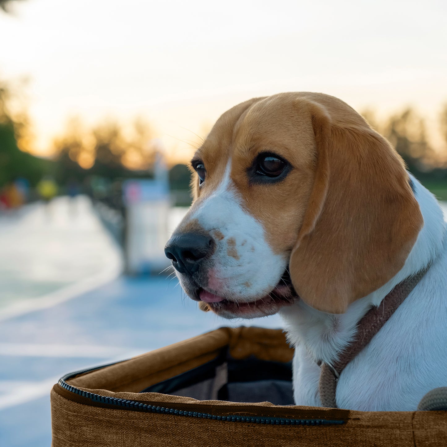 AqpetFriends PetBuggy Passeggino Comodo e Pratico Per Cani Di Taglia Medio/Piccola