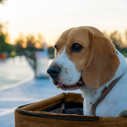 AqpetFriends PetBuggy Passeggino Comodo e Pratico Per Cani Di Taglia Medio/Piccola