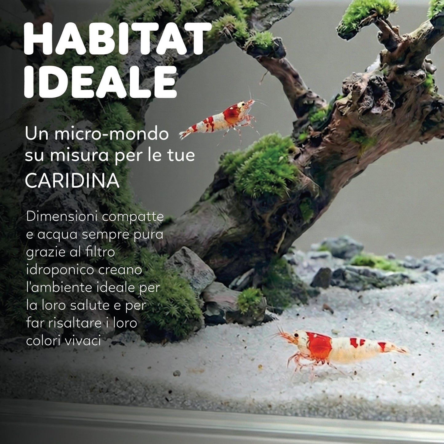 AQPet HyDo Acquario in plastica da scrivania 18x9.5x21