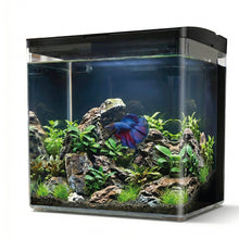 AQPet Neya acquario in plastica da scrivania 20x15x20