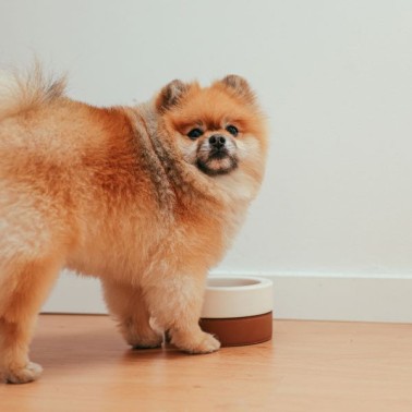Dieta per cani: perché seguire i consigli del veterinario 