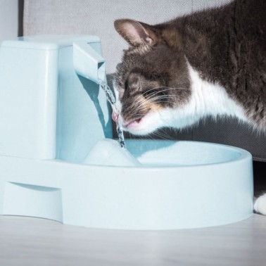 Fontane per gatti: mantieni il tuo felino idratato e felice