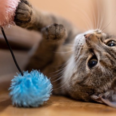 Giochi per i gatti: quali scegliere per il divertimento del pet