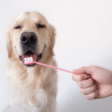 Pulizia denti cane: I passaggi per farlo in modo corretto