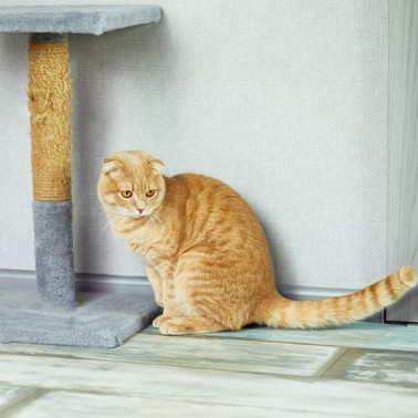 Tiragraffi per gattini: oggetti utili per il tuo gatto