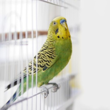 Uccelli domestici: come prendersene cura correttamente