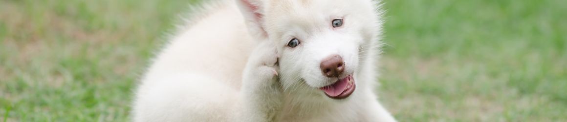 Antipulci per cane: come scegliere quello giusto
