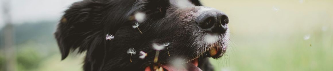  Allergie nei cani: come riuscire ad affrontarle