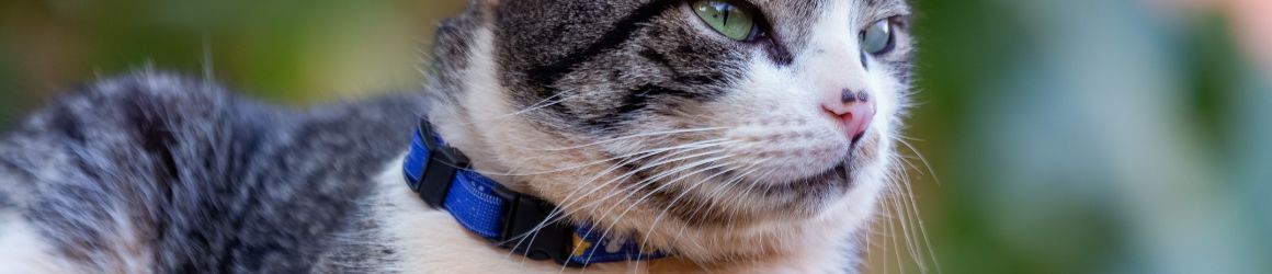 Collare antiparassitario gatto: un accessorio indispensabile