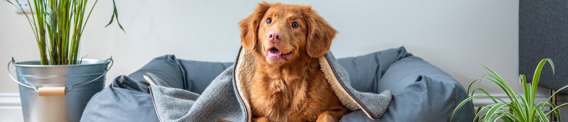Cuccia per cani: come scegliere quella perfetta per il tuo pet