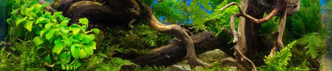 Legno acquario: elemento naturale per un ambiente equilibrato