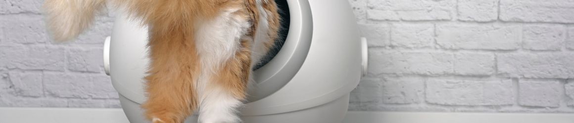 Lettiera per gatto autopulente: perché sceglierla