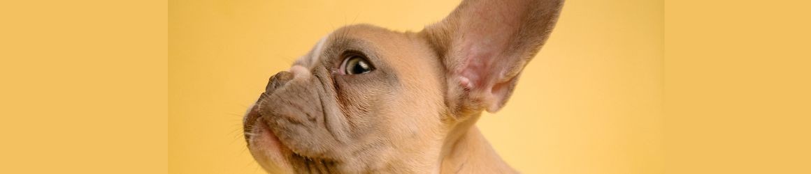 Come pulire le orecchie al cane: i migliori prodotti