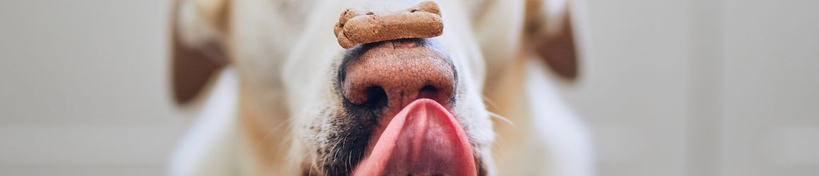 Snack per addestramento cani: premi gustosi per i tuoi pet